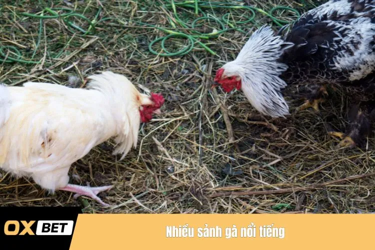 Nhiều sảnh gà nổi tiếng
